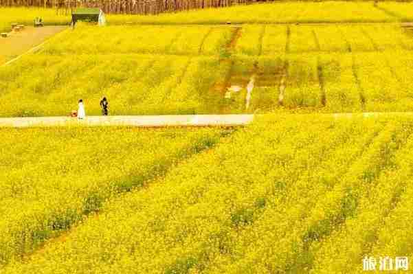 浙江油菜花最美的地方 浙江油菜花景点介绍 浙江油菜花最美的地方 浙江油菜花景点介绍