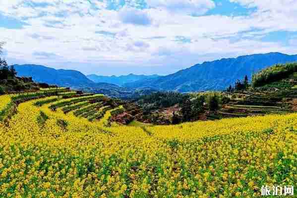 浙江油菜花最美的地方 浙江油菜花景点介绍 浙江油菜花最美的地方 浙江油菜花景点介绍