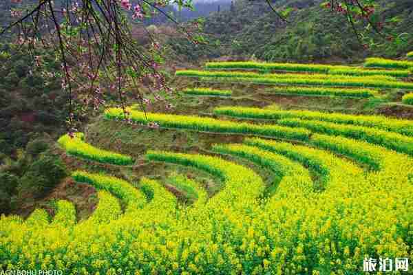 篁岭古村在哪里 油菜花什么时候开