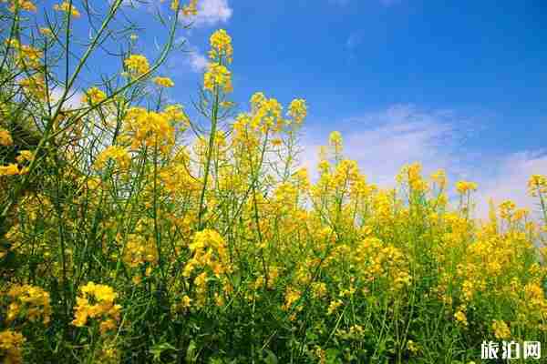 篁岭古村在哪里 油菜花什么时候开