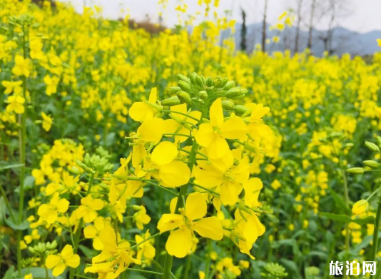 深圳赏花开放景点 深圳赏花的地方2020 深圳赏花开放景点 深圳赏花的地方2020