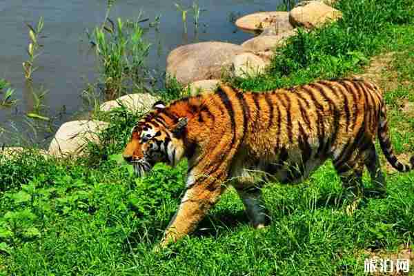 2020南昌动物园开放了吗 门票多少钱