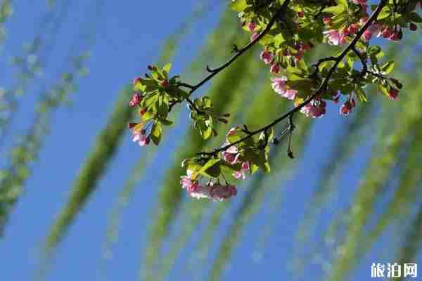 北京海棠花什么时候开 北京海棠花哪里看 北京海棠花什么时候开 北京海棠花哪里看