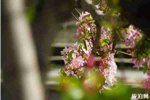 北京海棠花什么时候开 北京海棠花哪里看 北京海棠花什么时候开 北京海棠花哪里看