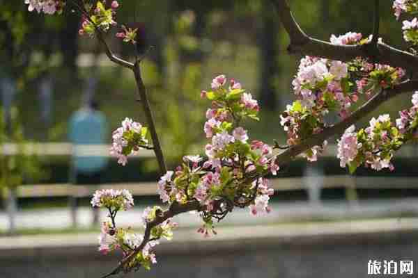 北京海棠花什么时候开 北京海棠花哪里看 北京海棠花什么时候开 北京海棠花哪里看