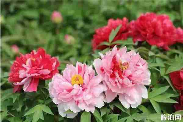 郑州牡丹在哪里看 郑州看牡丹在什么地方