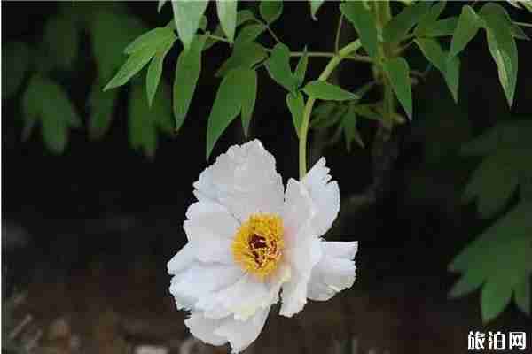 郑州牡丹在哪里看 郑州看牡丹在什么地方