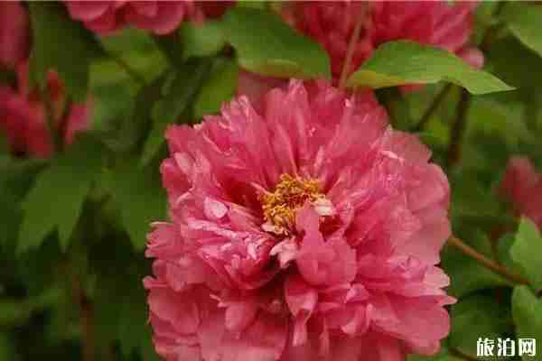 郑州牡丹在哪里看 郑州看牡丹在什么地方