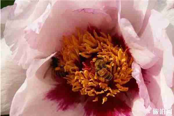 郑州牡丹在哪里看 郑州看牡丹在什么地方