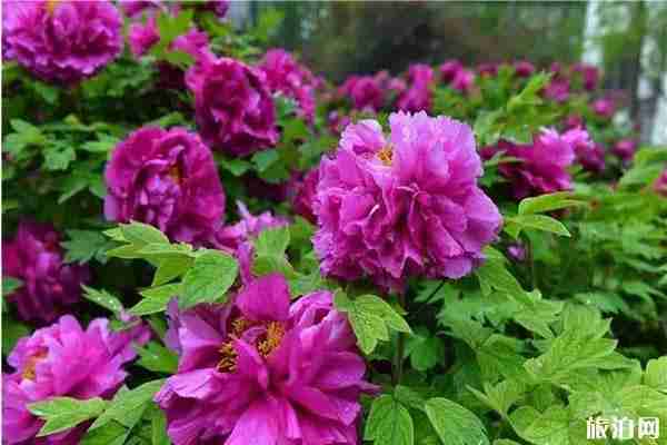 郑州牡丹在哪里看 郑州看牡丹在什么地方