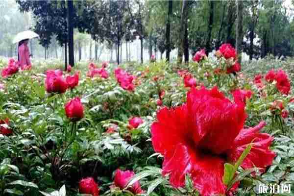 郑州牡丹在哪里看 郑州看牡丹在什么地方