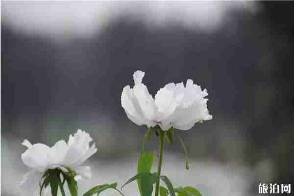 郑州牡丹在哪里看 郑州看牡丹在什么地方