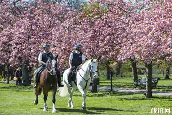 英国樱花几月开 英国樱花观赏地点推荐