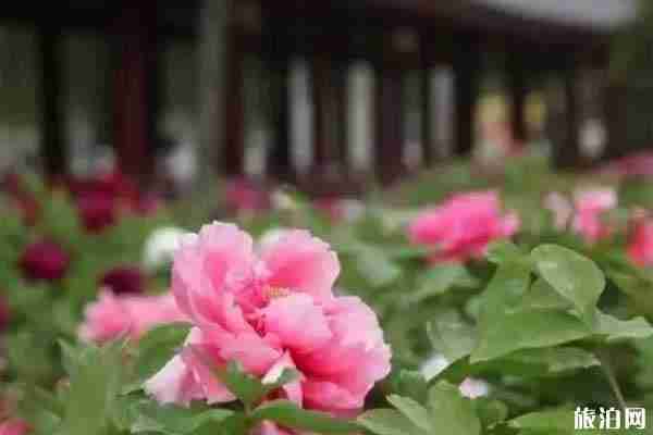 西安牡丹花在哪里看