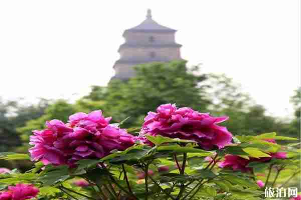 西安牡丹花在哪里看