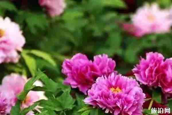 西安牡丹花在哪里看