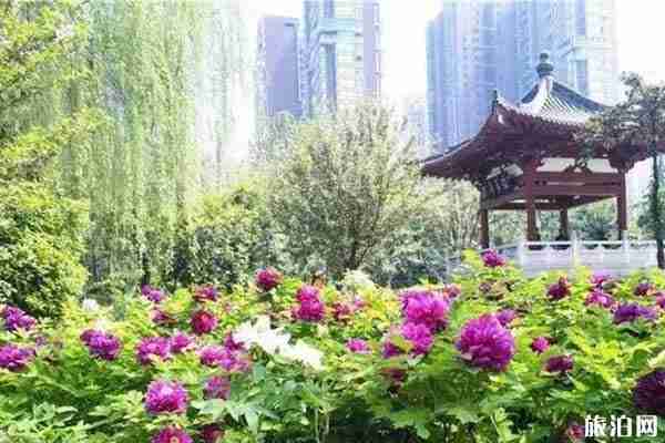 西安牡丹花在哪里看