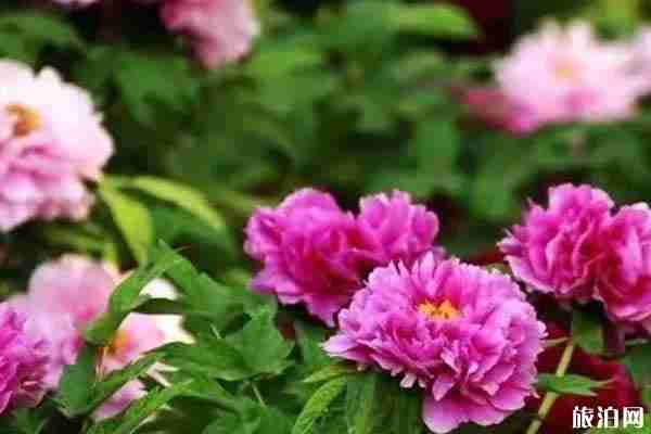 西安牡丹花在哪里看