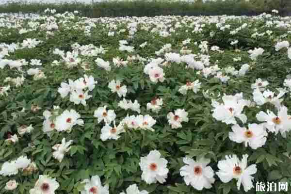 南京牡丹园在哪里 南京哪里可以看牡丹