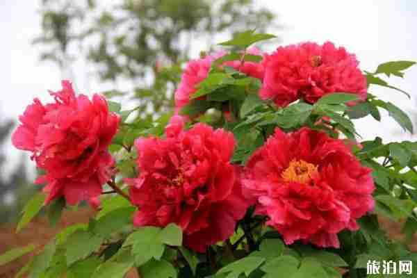 南京牡丹园在哪里 南京哪里可以看牡丹