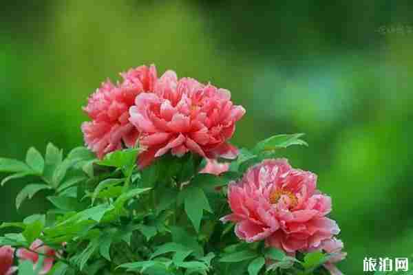 南京牡丹园在哪里 南京哪里可以看牡丹
