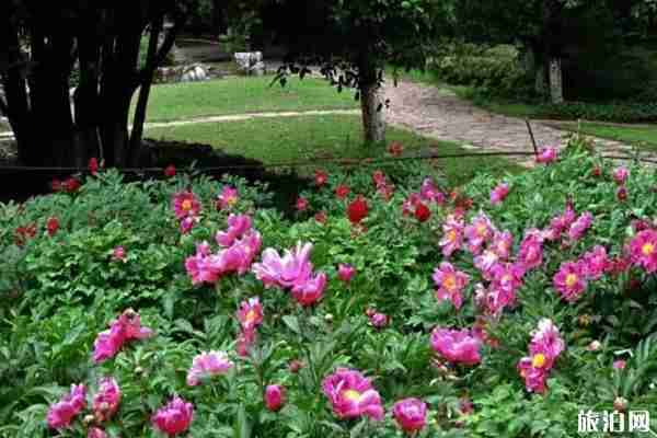 南京牡丹园在哪里 南京哪里可以看牡丹