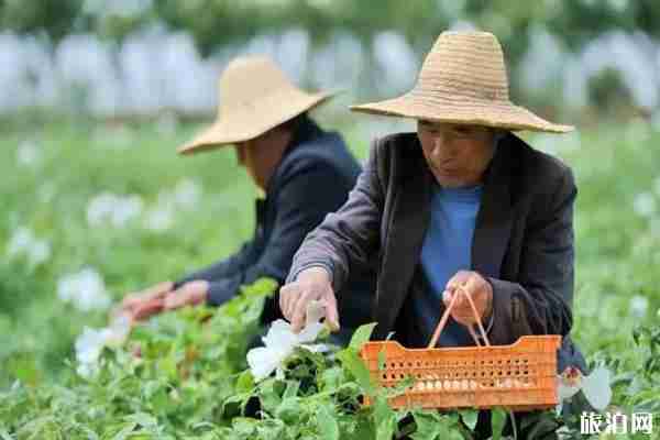 南京牡丹园在哪里 南京哪里可以看牡丹