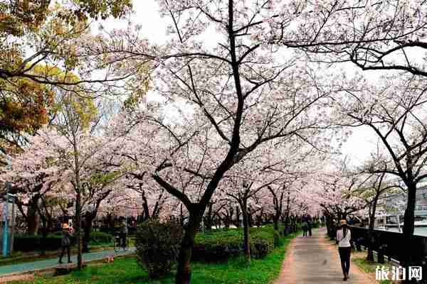 上海顧村公園門票預約-如何預約-攻略信息