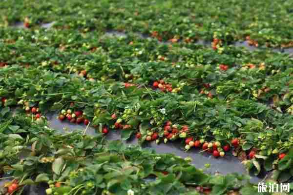 2020長沙采摘草莓的地方-長沙去哪玩