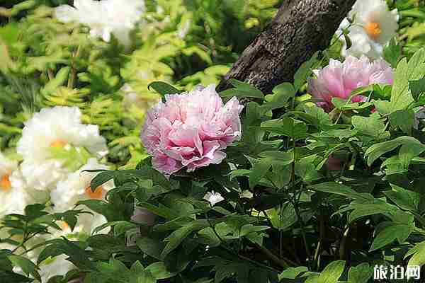 2020年洛陽牡丹花會期間哪里停車-停車收費標準 2020年洛陽牡丹花會期間哪里停車-停車收費標準