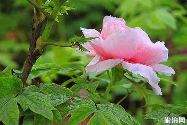 2020年洛陽牡丹花會期間哪里停車-停車收費標準 2020年洛陽牡丹花會期間哪里停車-停車收費標準