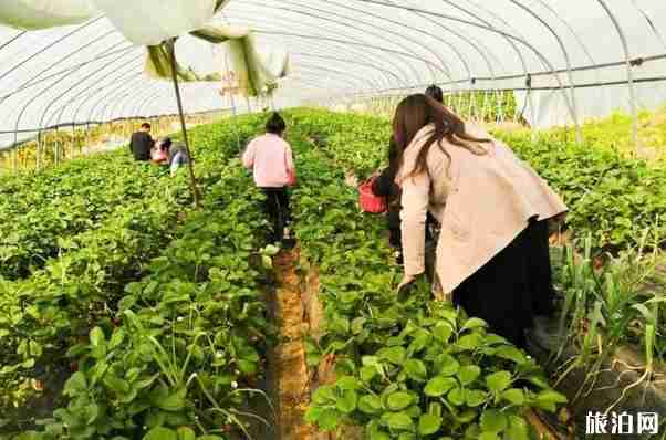 周口草莓采摘園營業時間-價格-在哪里