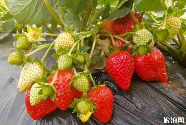 周口草莓采摘園營業時間-價格-在哪里