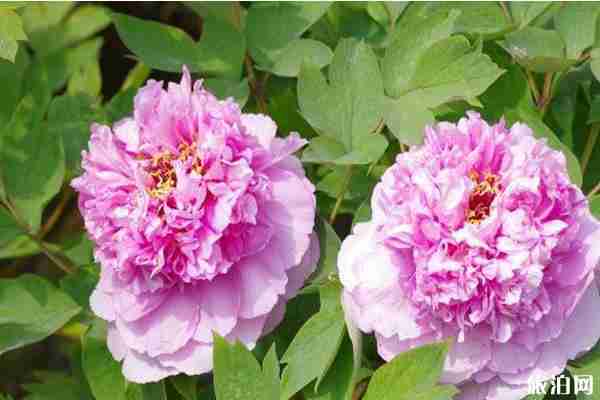 去洛陽看牡丹住哪里比較好