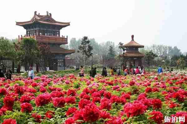 去洛陽看牡丹住哪里比較好