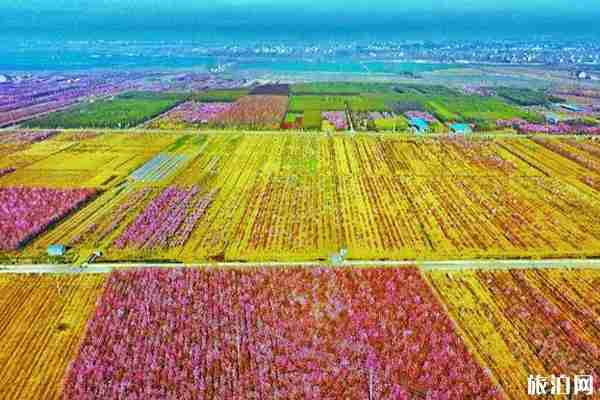 2020沭陽油菜花海旅游節交通管制-停車位置-公交路線