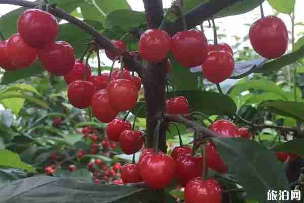 雙流附近摘水果的地方推薦