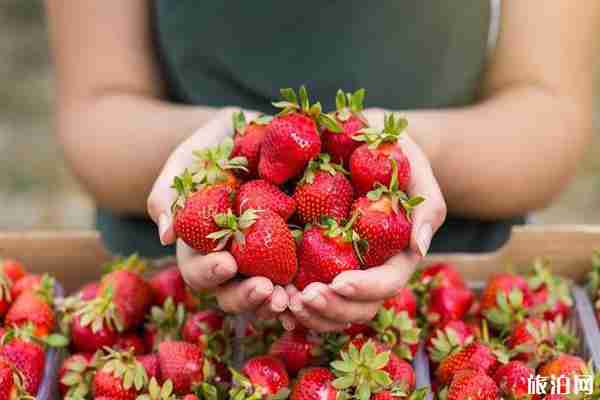 南京周邊草莓哪兒好 南京周邊草莓采摘園推薦 南京周邊草莓哪兒好 南京周邊草莓采摘園推薦
