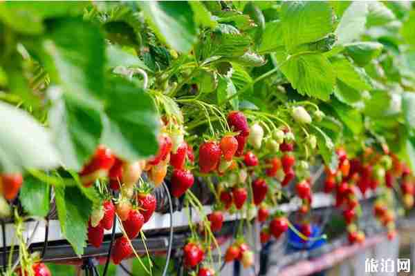 南京周邊草莓哪兒好 南京周邊草莓采摘園推薦 南京周邊草莓哪兒好 南京周邊草莓采摘園推薦