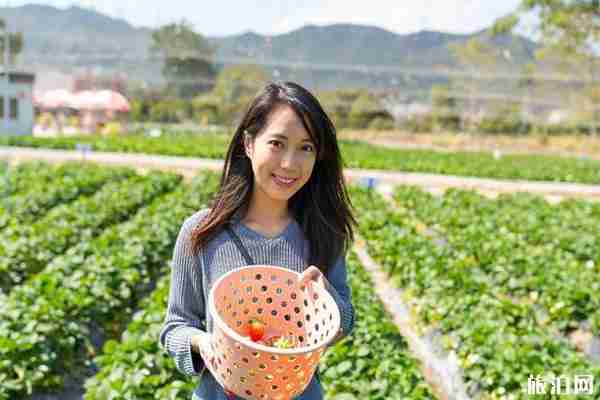 南京周邊草莓哪兒好 南京周邊草莓采摘園推薦 南京周邊草莓哪兒好 南京周邊草莓采摘園推薦