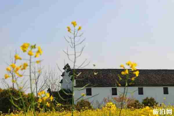 2020法源寺丁香開了嗎-游玩攻略