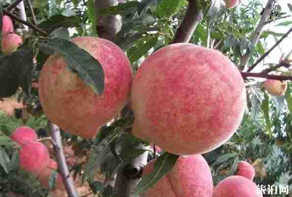 昆明水果采摘去哪里 昆明哪里有水果采摘的地方