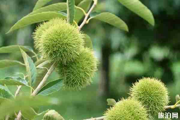 昆明水果采摘去哪里 昆明哪里有水果采摘的地方