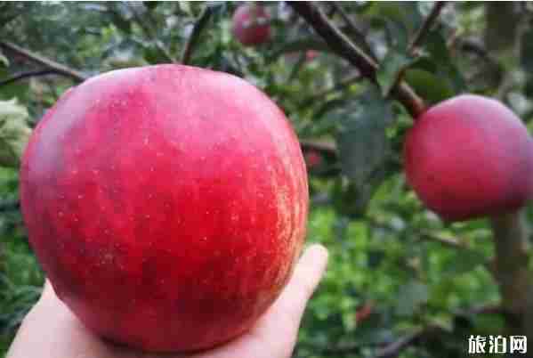 昆明水果采摘去哪里 昆明哪里有水果采摘的地方