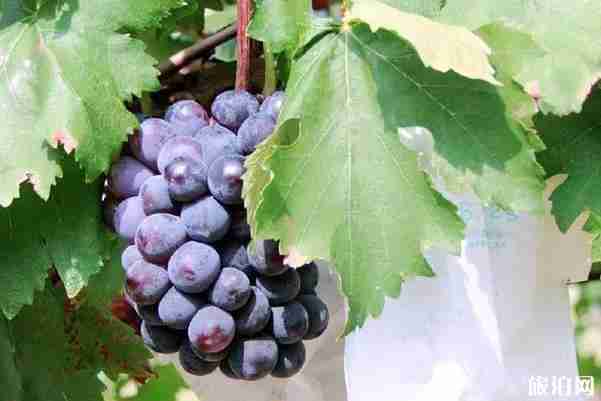 昆明水果采摘去哪里 昆明哪里有水果采摘的地方