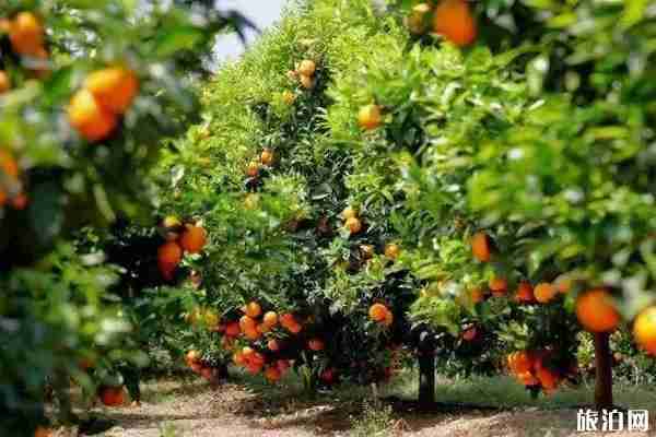 昆明水果采摘去哪里 昆明哪里有水果采摘的地方