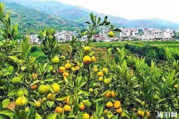 昆明水果采摘去哪里 昆明哪里有水果采摘的地方