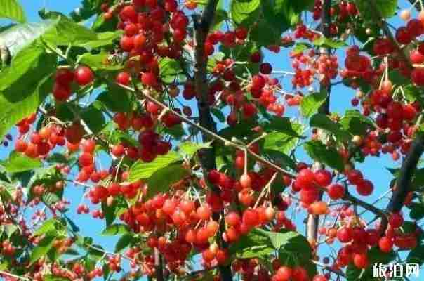 昆明安寧哪里可以摘櫻桃 昆明安寧哪里可以摘櫻桃