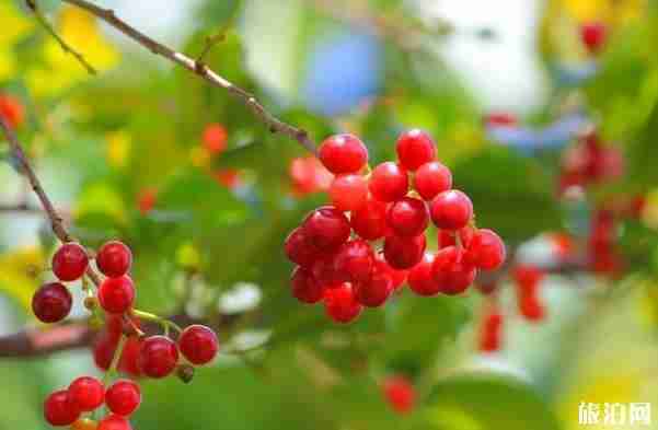 昆明安寧哪里可以摘櫻桃 昆明安寧哪里可以摘櫻桃