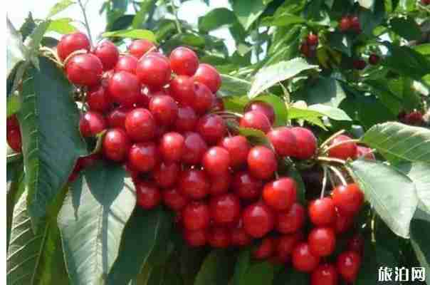 昆明安寧哪里可以摘櫻桃 昆明安寧哪里可以摘櫻桃